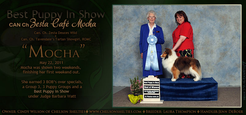 Chelson Shelties