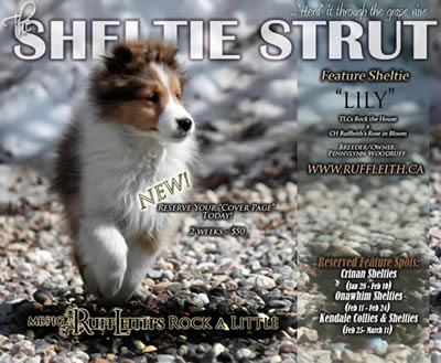 sheltiestrut